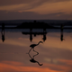 A flamingo at sunset.